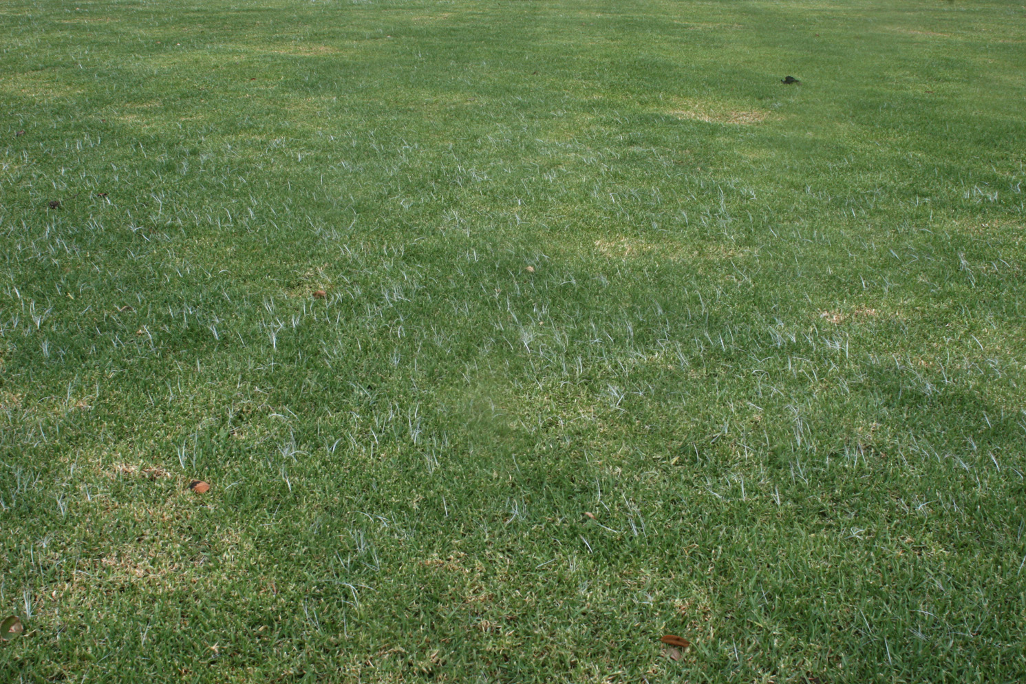 Kikuyu grass lawn